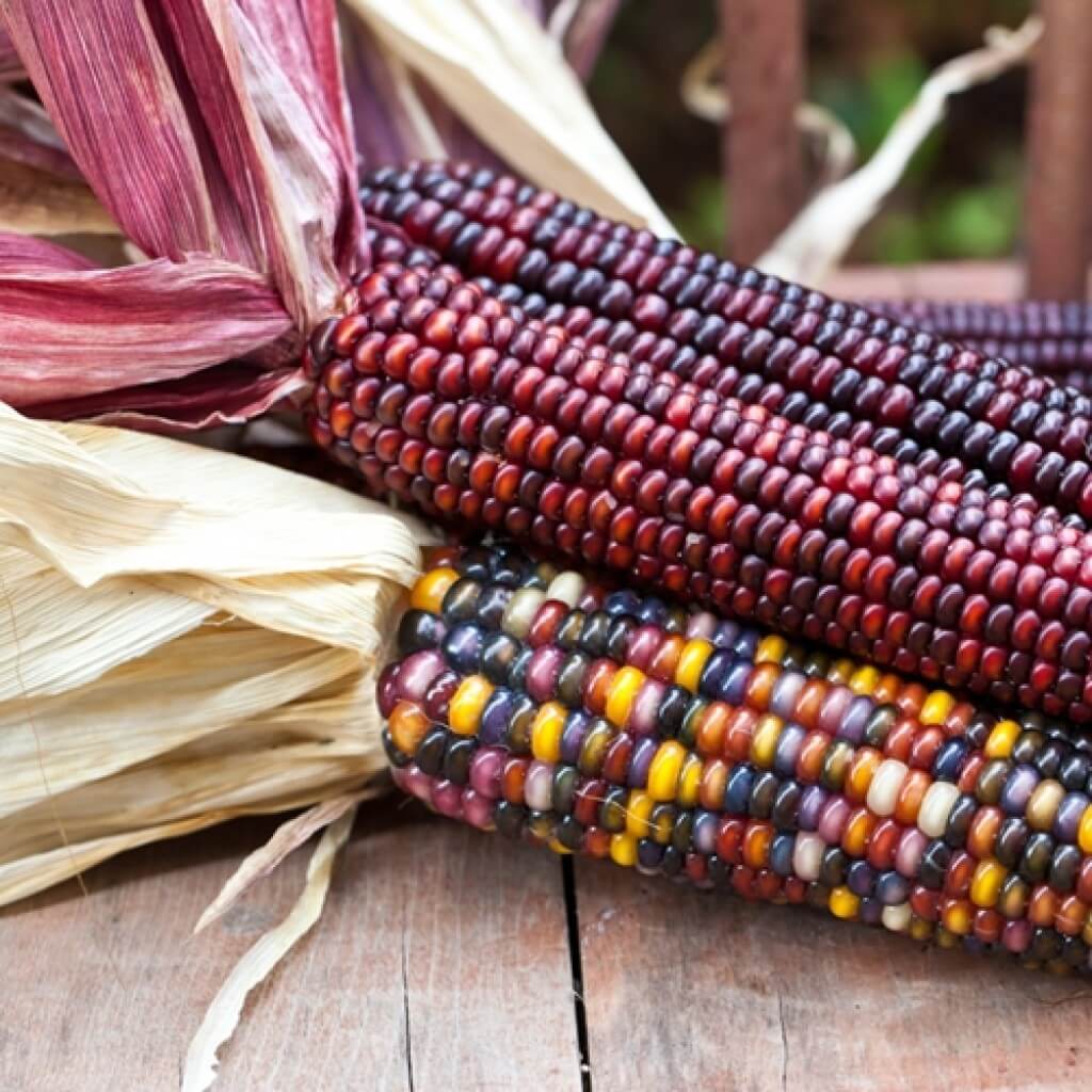 Початки индейской кукурузы
